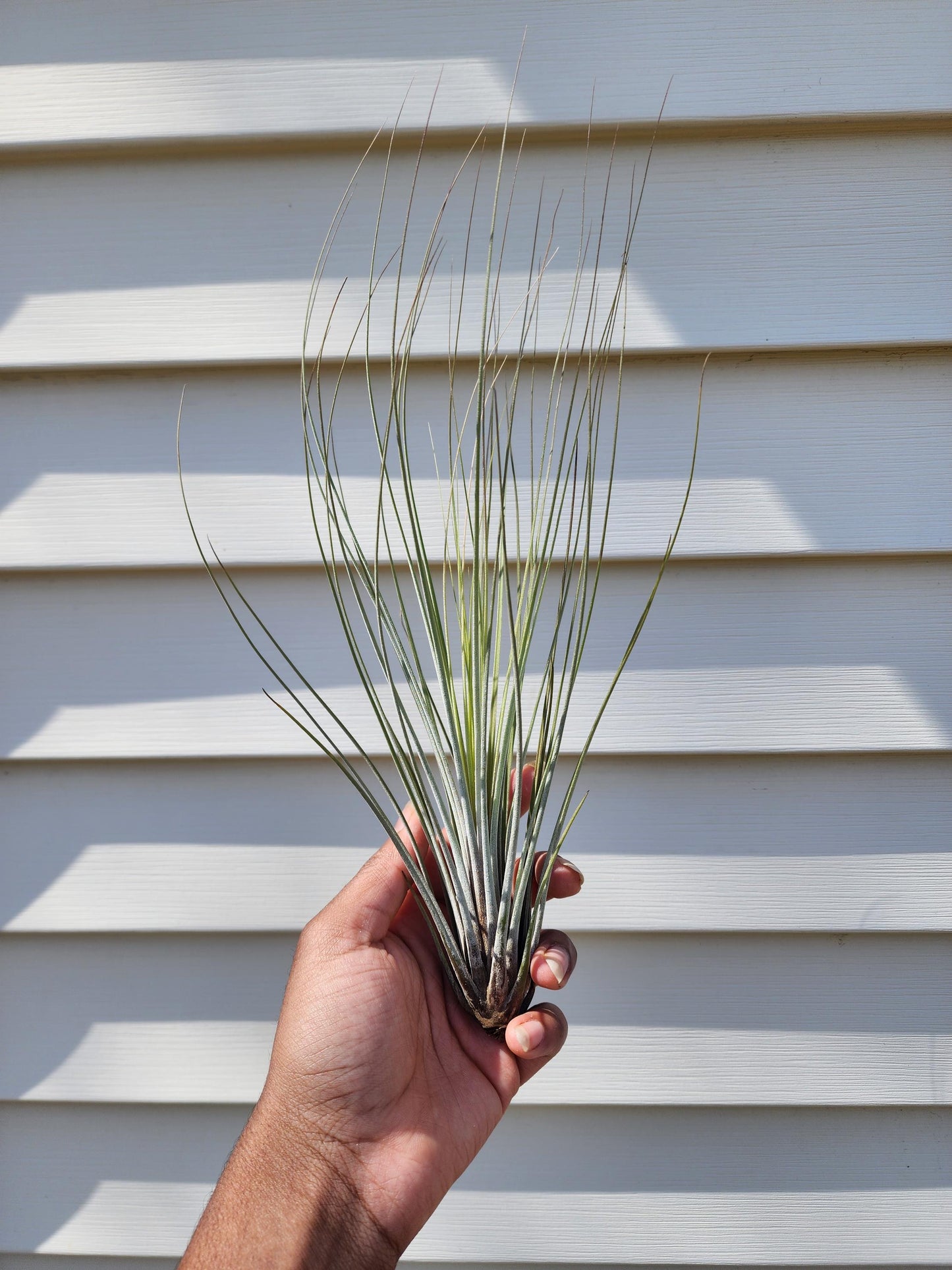 Tillandsia juncea (exact)
