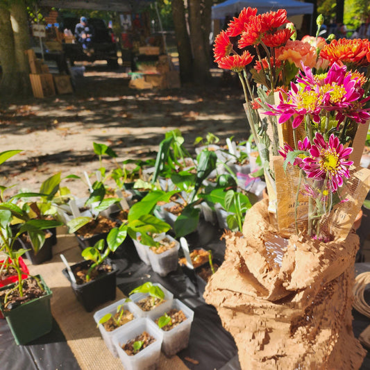 Mystery Plant Bundle - (Value 50)