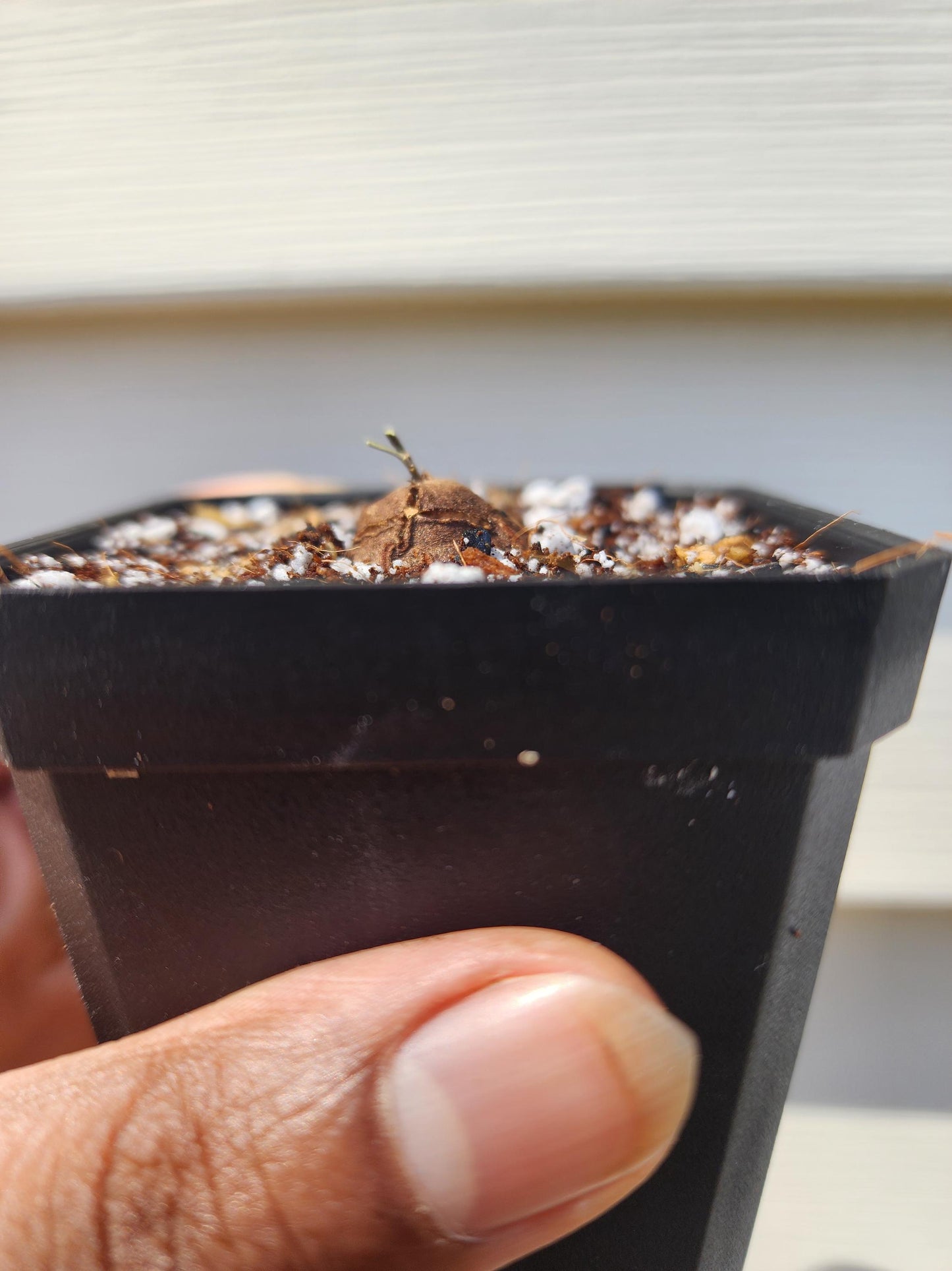 Dioscorea elephantipes Seedling (non-exact)
