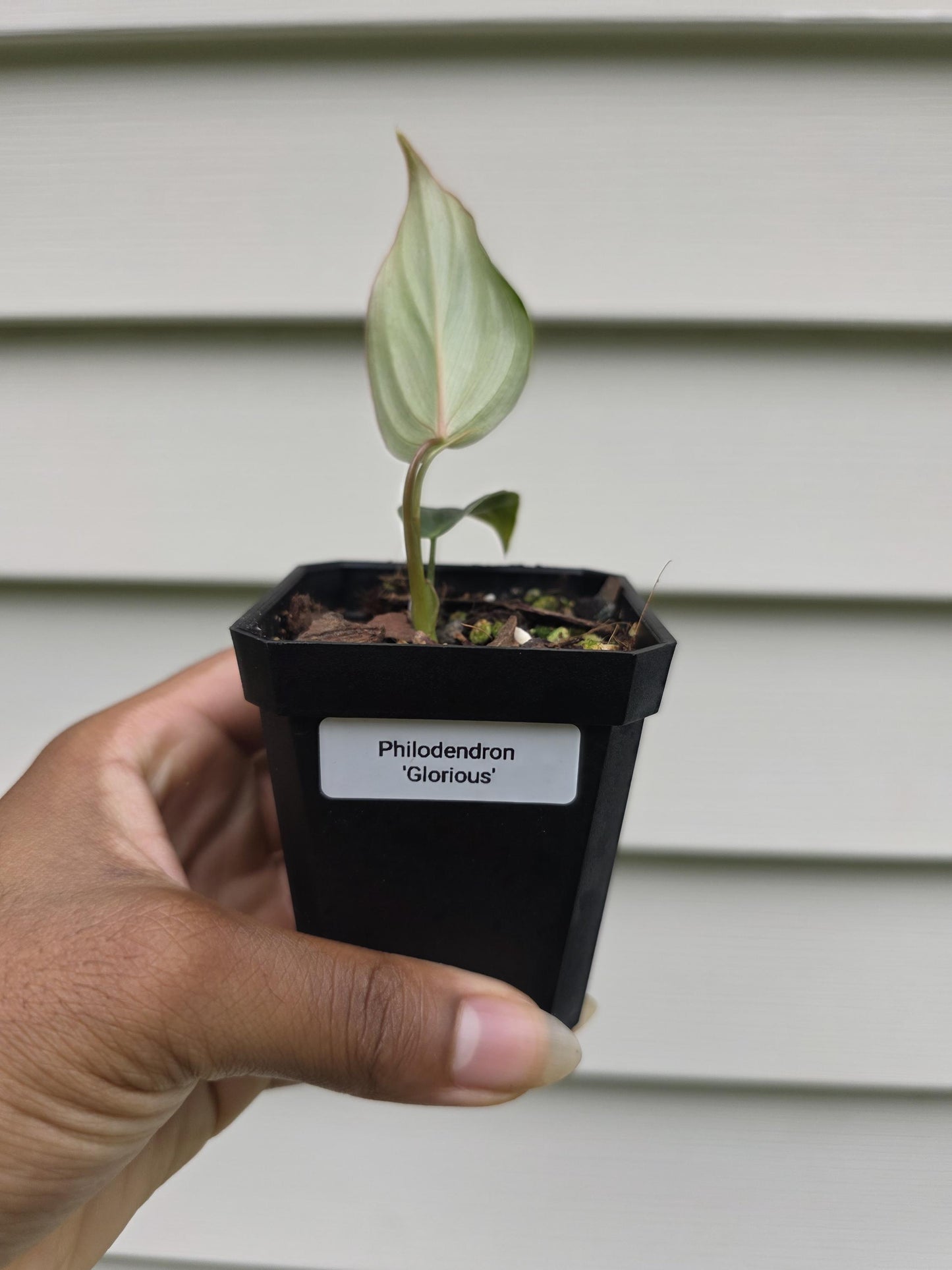 Philodendron 'Glorious' (non-exact)