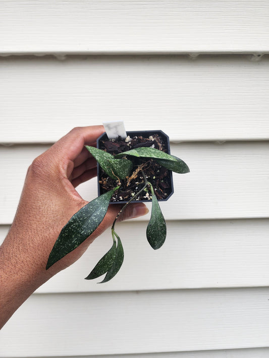 Hoya parviflora 'Splash' (non-exact)