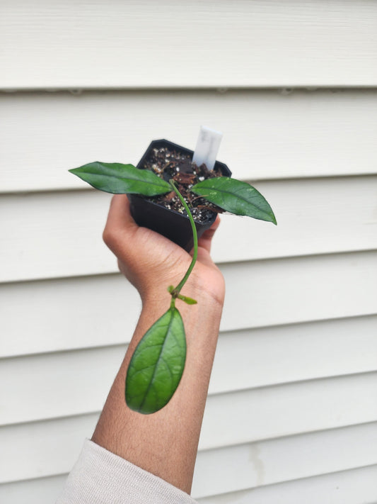 Hoya crassipetiolata 'Splash' (non-exact)