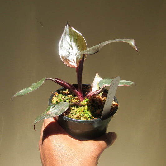 Philodendron erubescens 'Pink Princess' (non-exact)