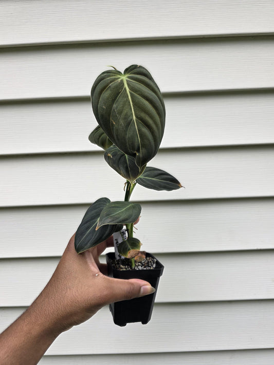 Philodendron melanochrysum (non-exact)