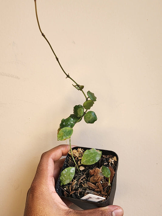 Hoya endauensis (non-exact)