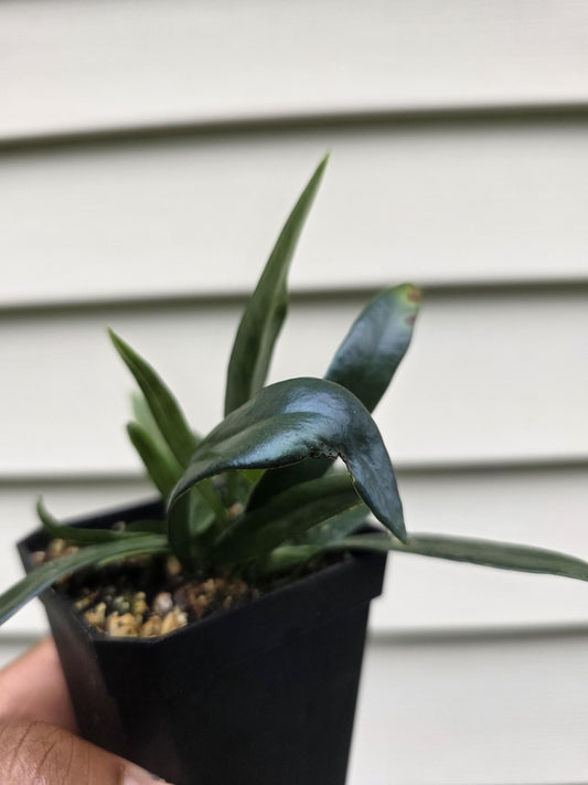 Microsorum thailandicum - Blue Oil Fern (non-exact)