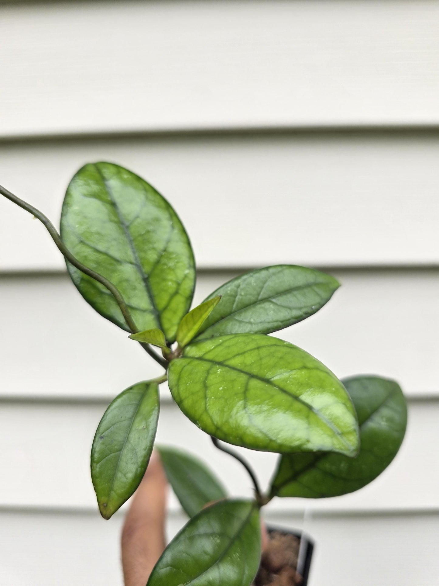 Hoya crassipetiolata 'Splash' (non-exact)