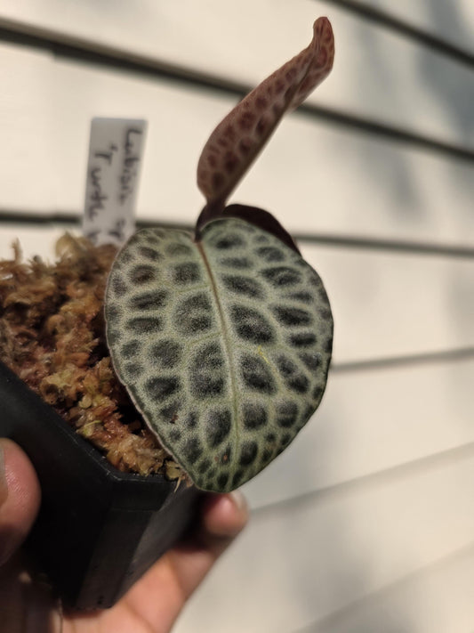 Labisia (aka Ardisia) sp. 'Turtle Back'