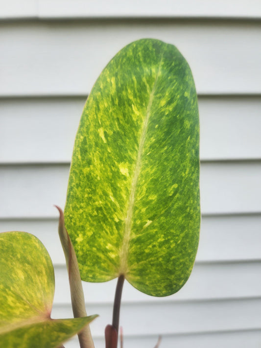 Philodendron erubescens 'Painted Lady' (non-exact)