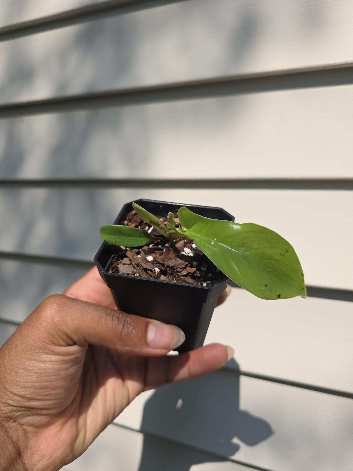 Philodendron 'Florida Beauty' (non-exact)