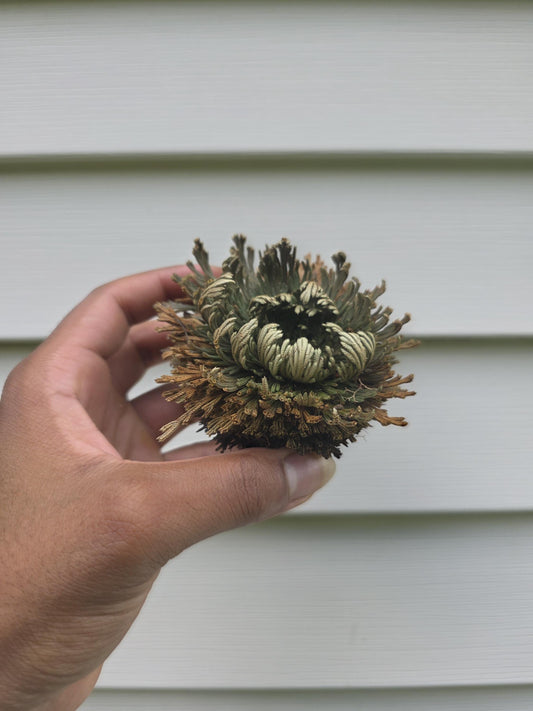 Selaginella lepidophylla - "Rose of Jericho"