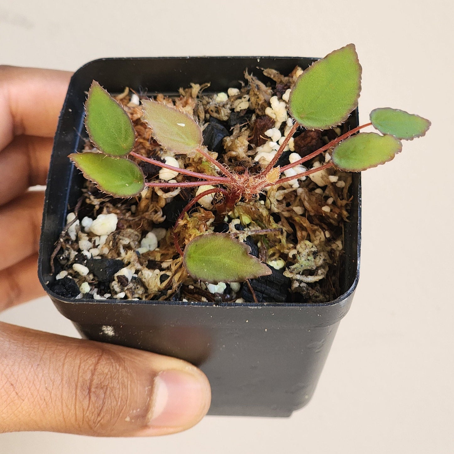 Begonia vankerckhovenii (non-exact)