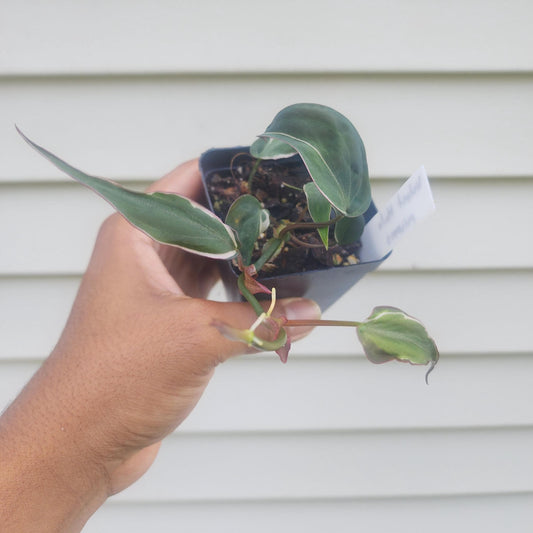 Philodendron Micans 'Velvet Halo' (non-exact)