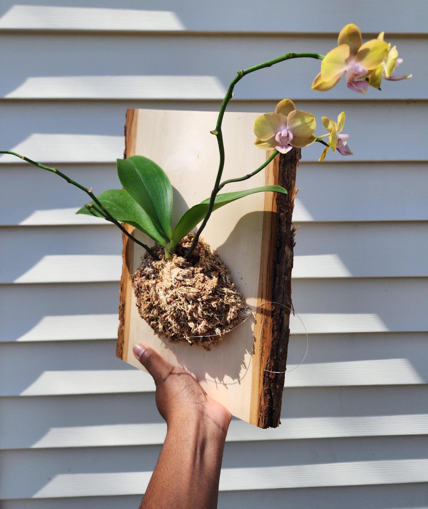 Mounted Orchid Display (exact plant)