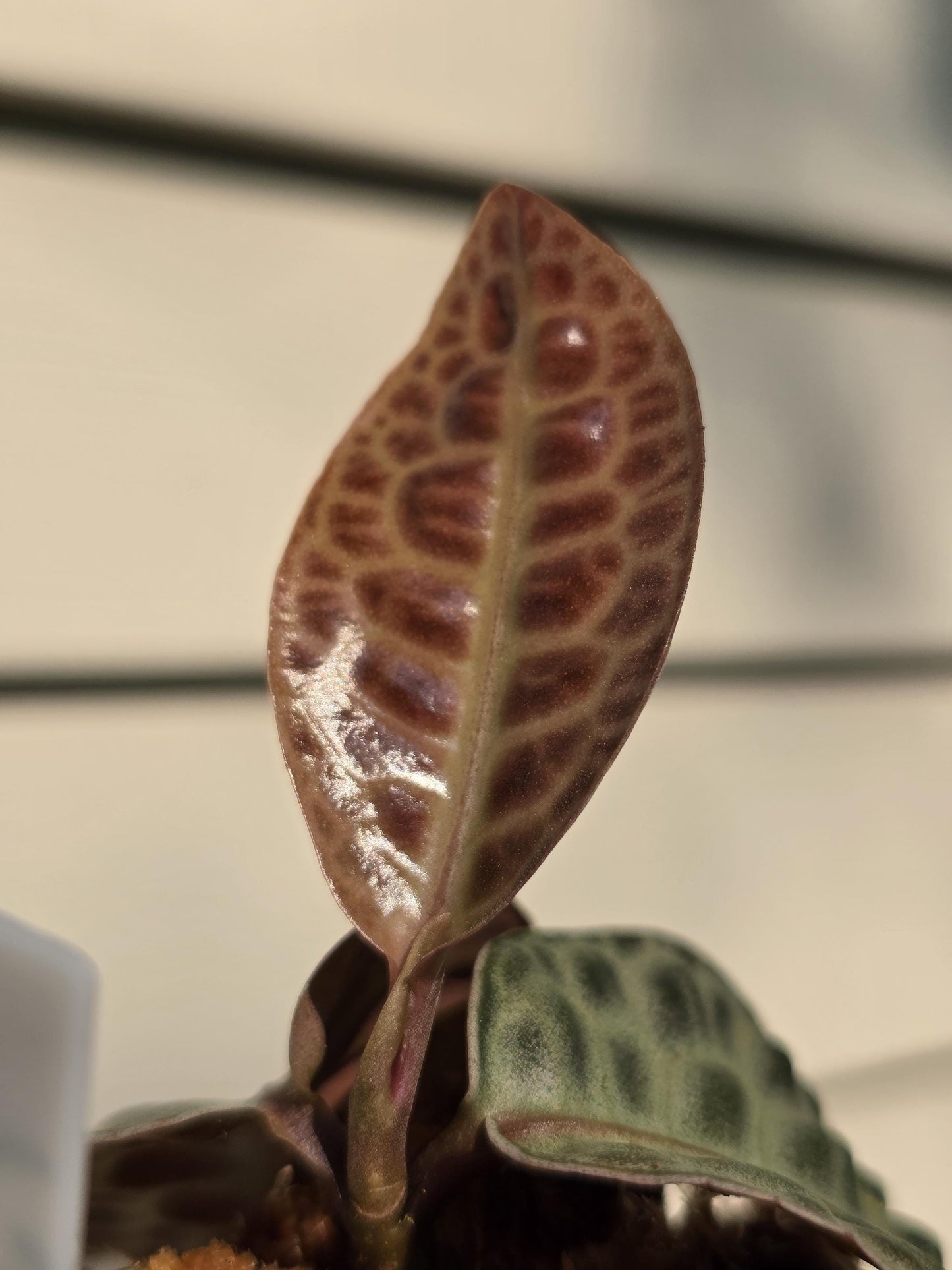 Labisia (aka Ardisia) sp. 'Turtle Back'