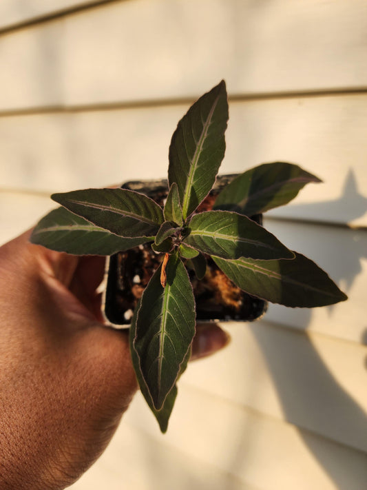 Ruellia makoyana (non-exact)