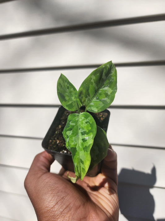 Mystery Plant - (Value 15)