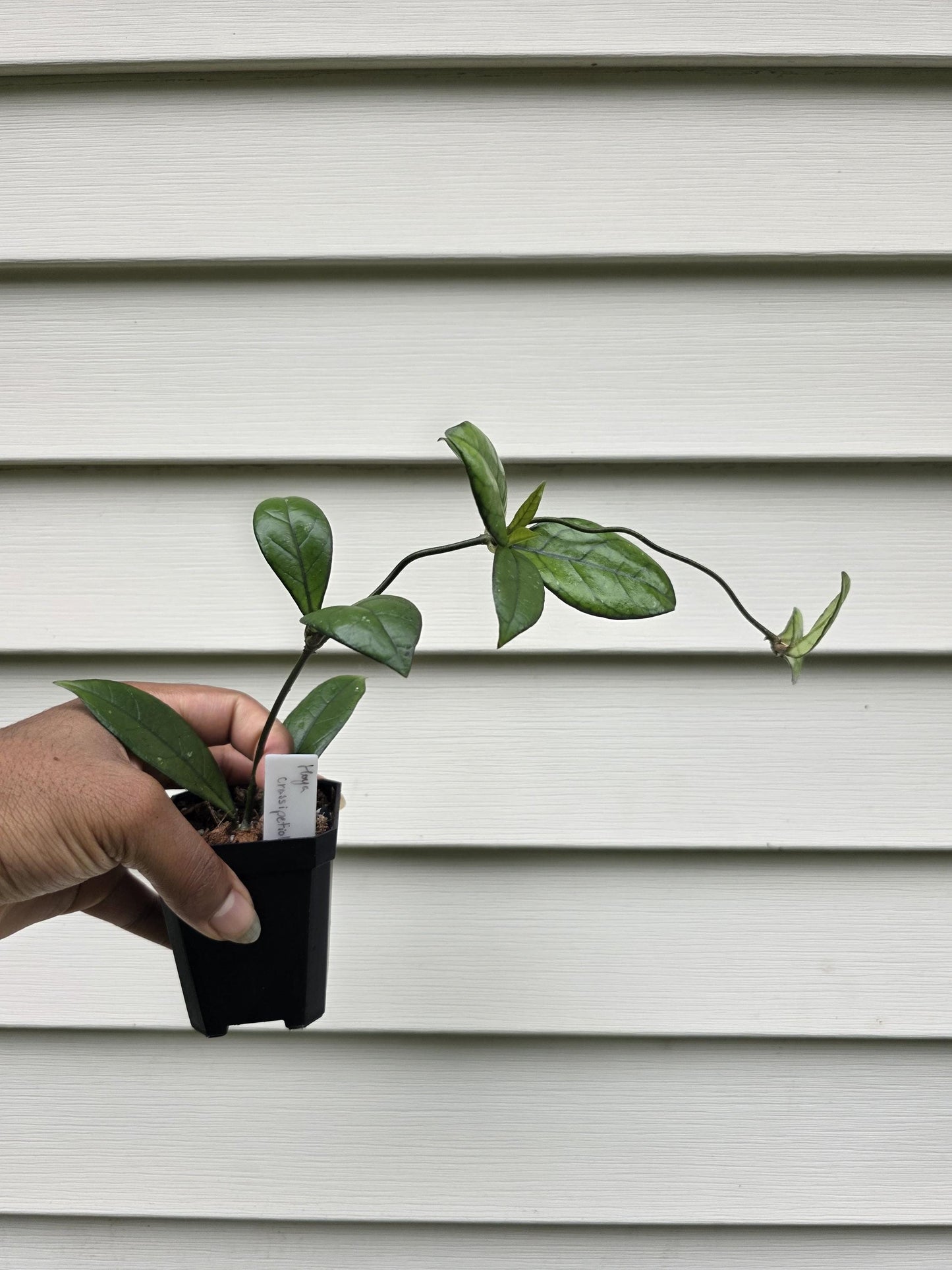 Hoya crassipetiolata 'Splash' (non-exact)