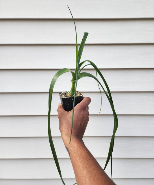 Albuca bracteata (syn. Ornithogalum longebracteatum; non-exact)