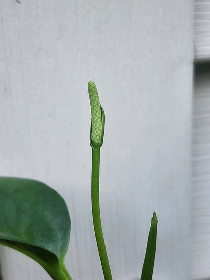 Anthurium scandens Seedlings (non-exact)