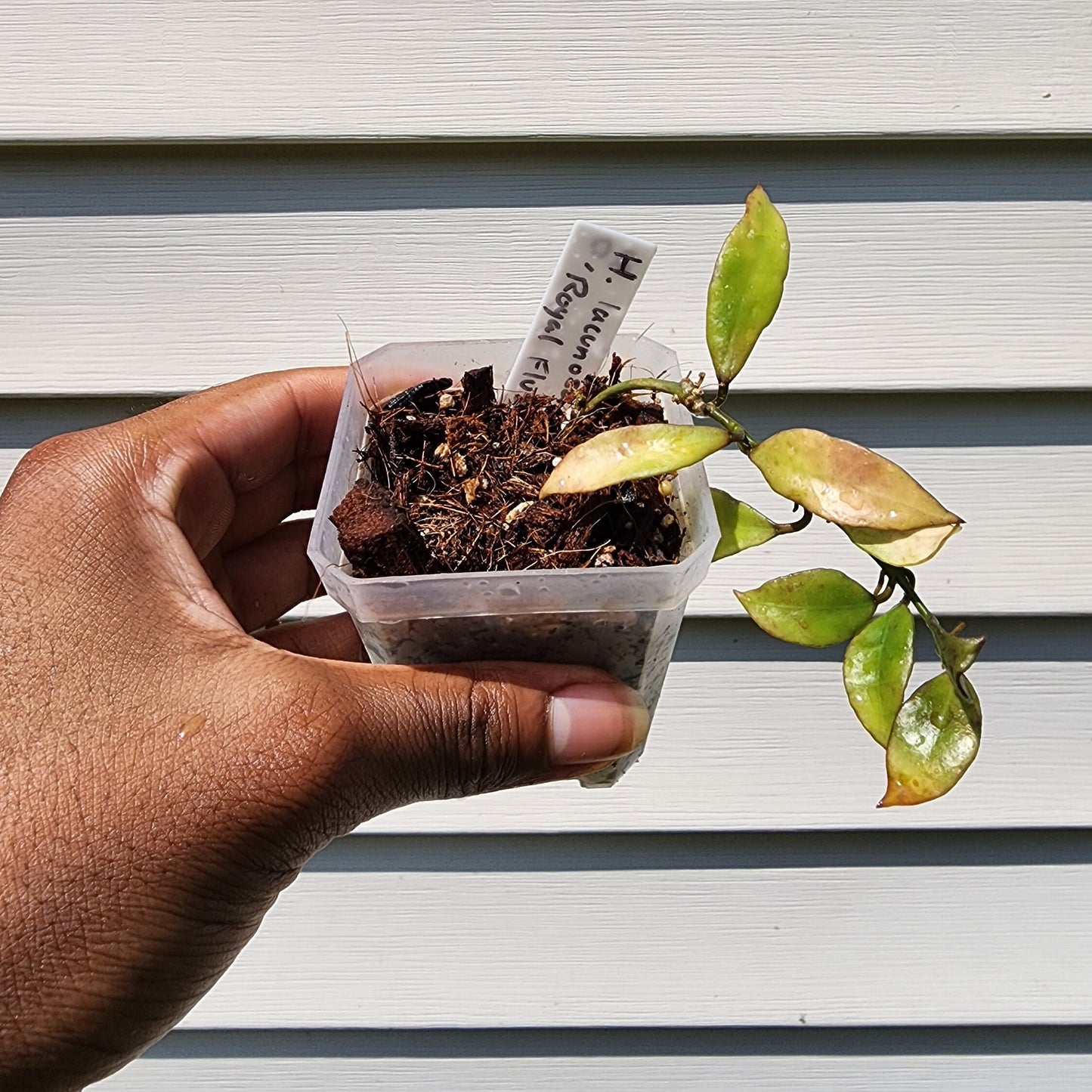 Hoya lacunosa Splash var. 'Royal Flush' (non-exact)