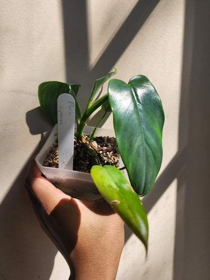 Philodendron bipennifolium (non-exact)