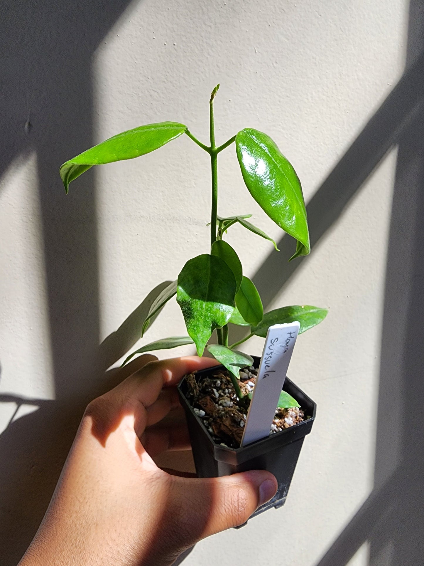 Hoya susseula (non-exact)