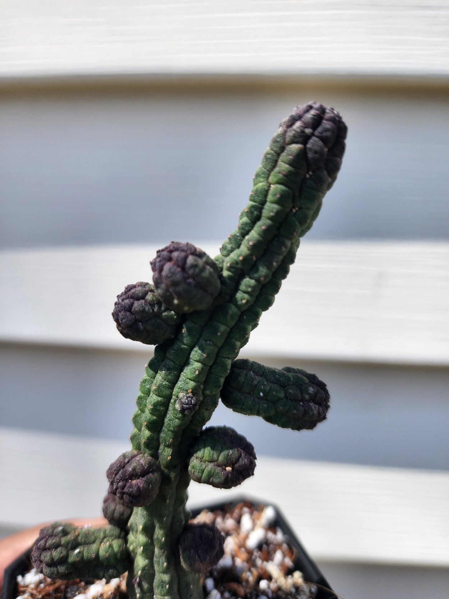 Echidnopsis Nubica (non-exact)