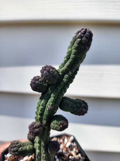 Echidnopsis Nubica (non-exact)