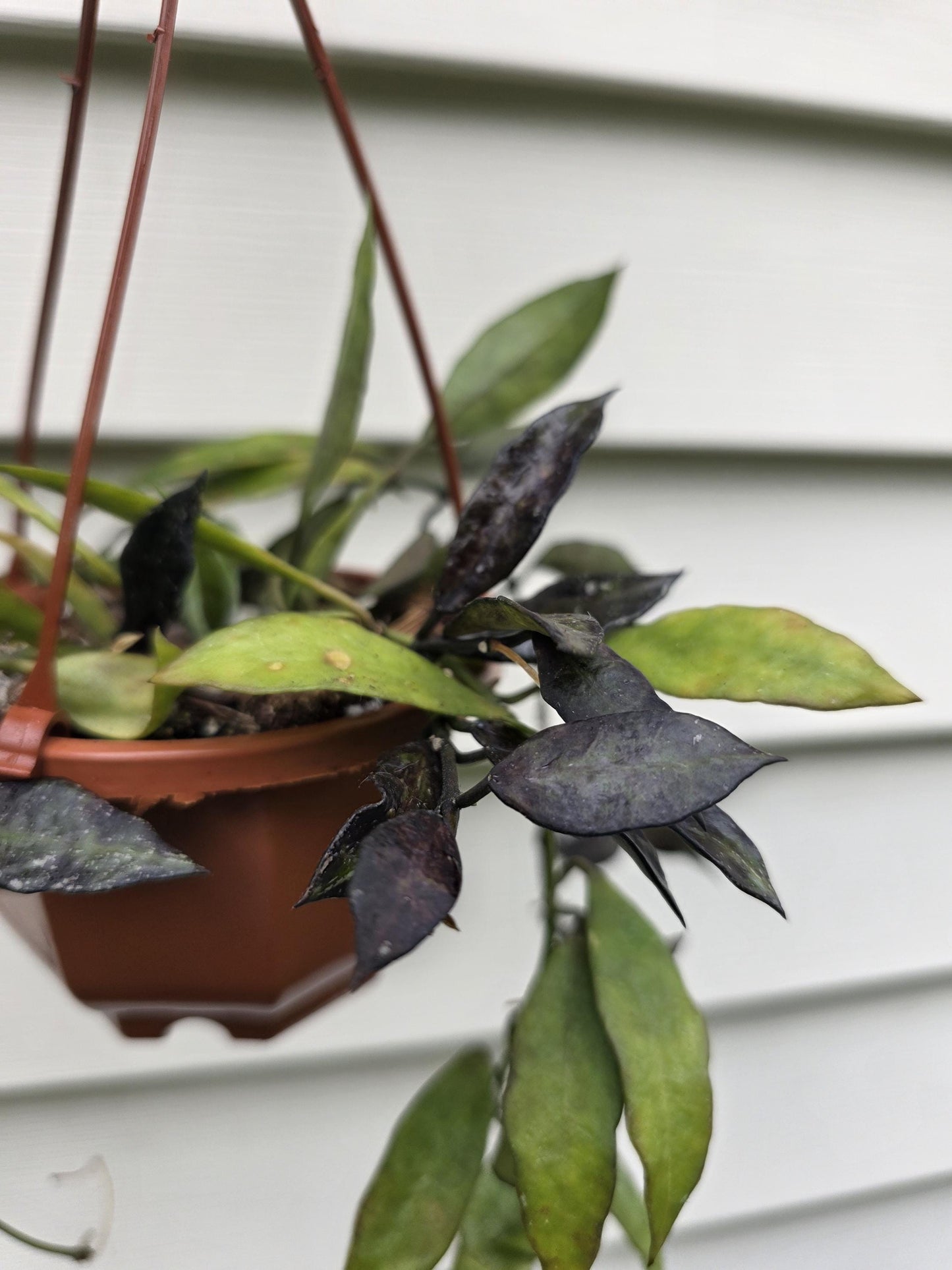 Hoya lacunosa Splash var. 'Royal Flush' (non-exact)