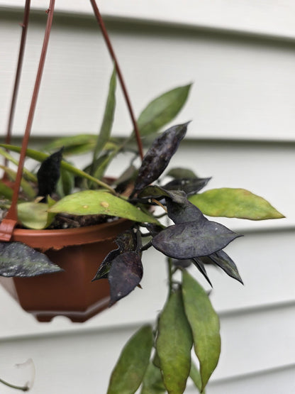 Hoya lacunosa Splash var. 'Royal Flush' (non-exact)