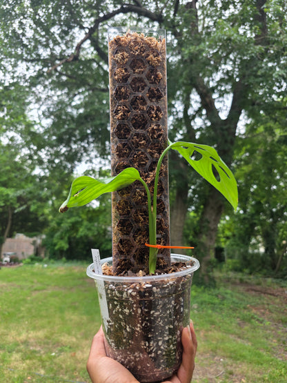 Reusable & Stackable Moss Pole