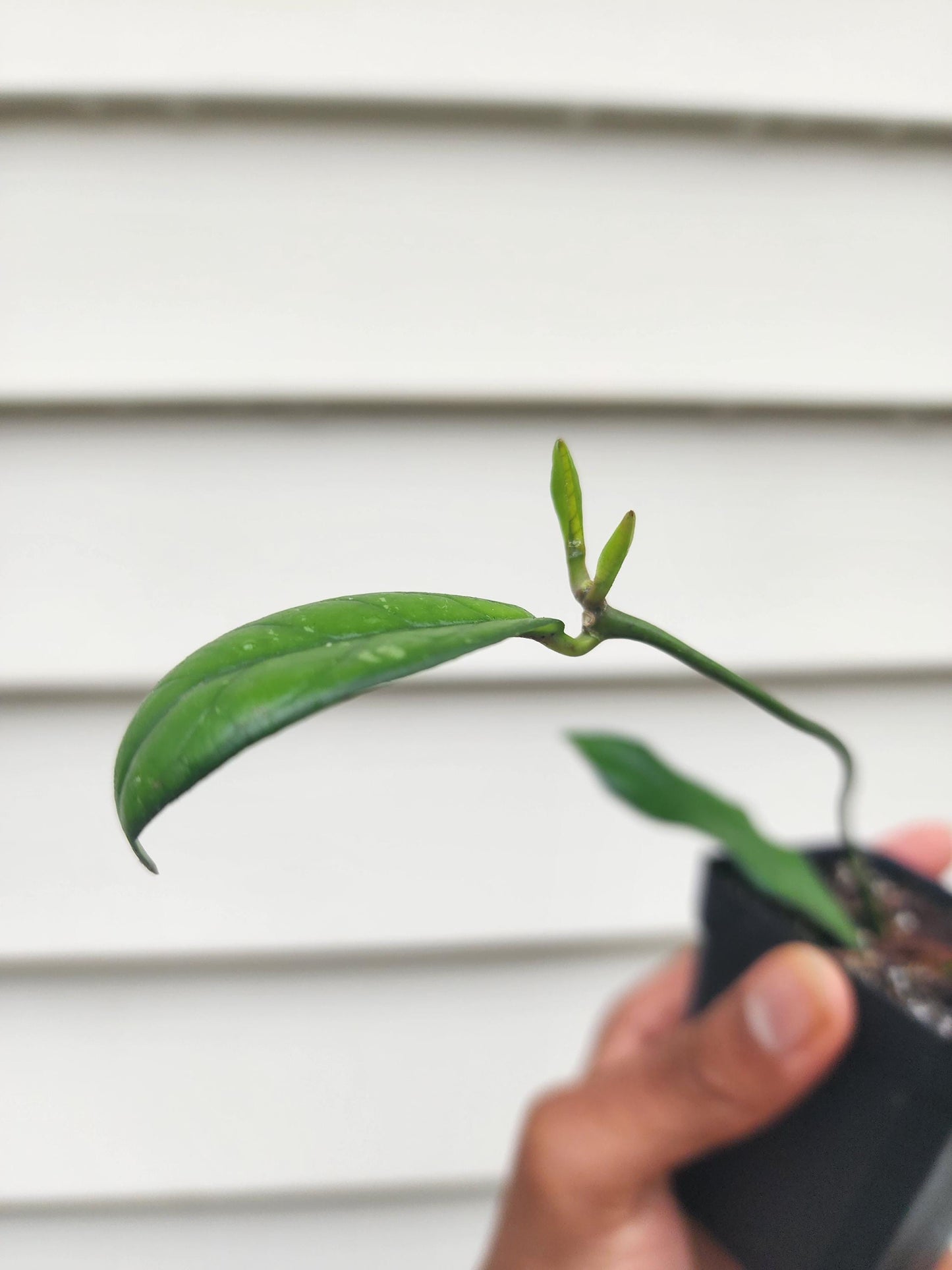 Hoya crassipetiolata 'Splash' (non-exact)