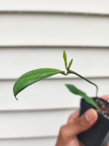 Hoya crassipetiolata 'Splash' (non-exact)
