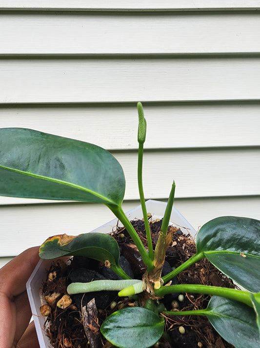 Anthurium scandens Seedlings (non-exact)