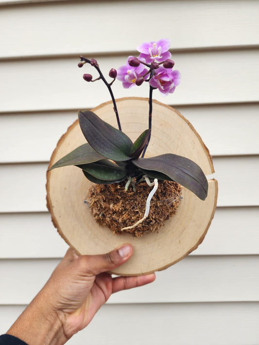 Mounted Orchid Display (exact plant)