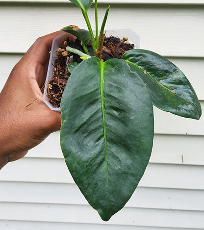 Anthurium scandens Seedlings (non-exact)