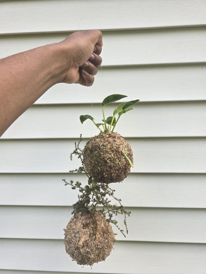Handcrafted Kokedama Planter