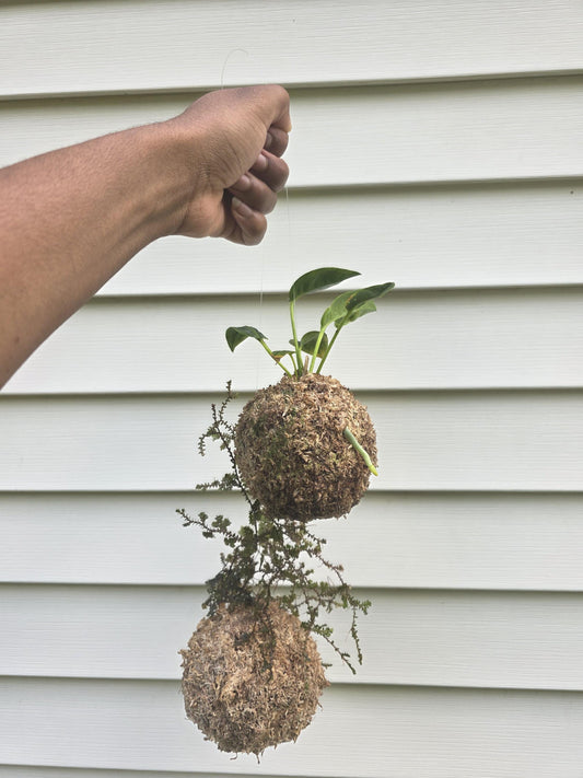 Handcrafted Kokedama Planter