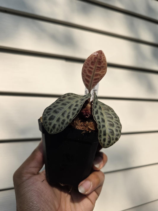 Labisia (aka Ardisia) sp. 'Turtle Back'