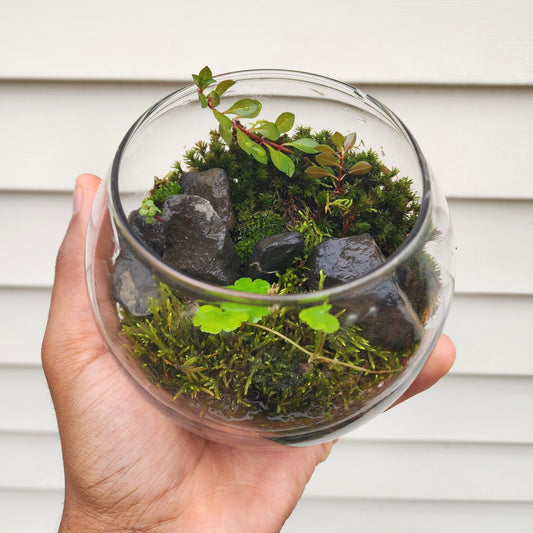 Bioactive Terrarium - Live Planted Ecosystem