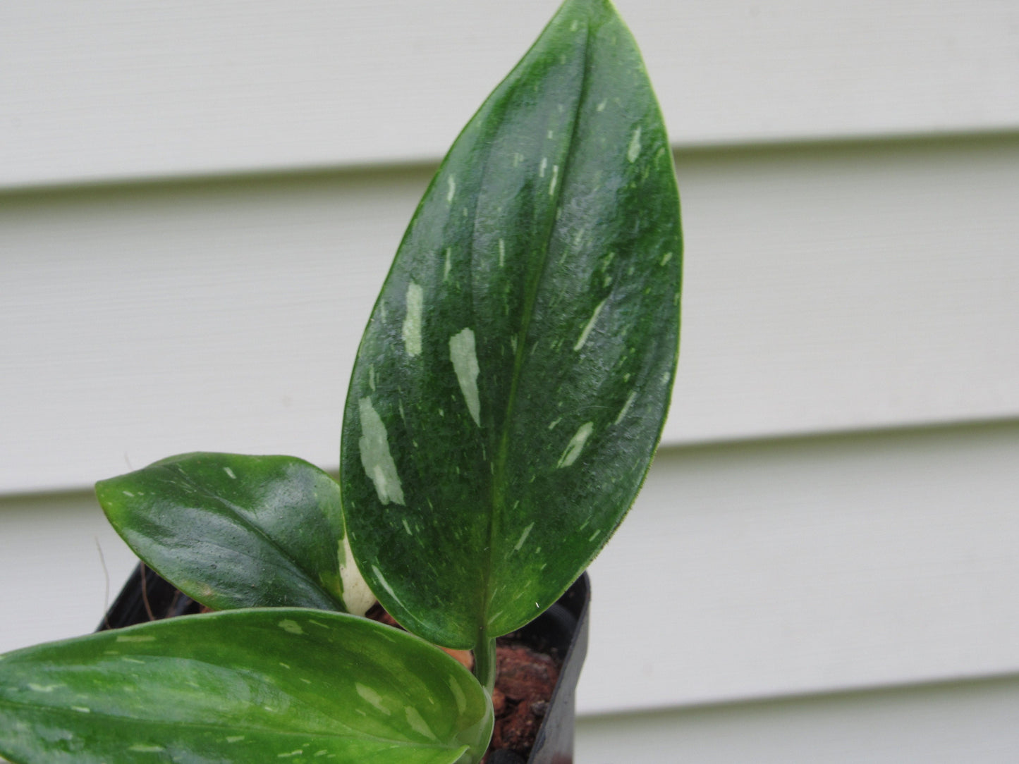 Monstera Standleyana Albo (non-exact)