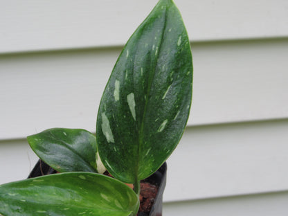 Monstera Standleyana Albo (non-exact)