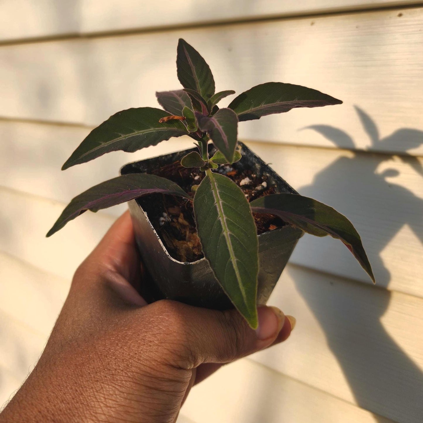 Ruellia makoyana (non-exact)