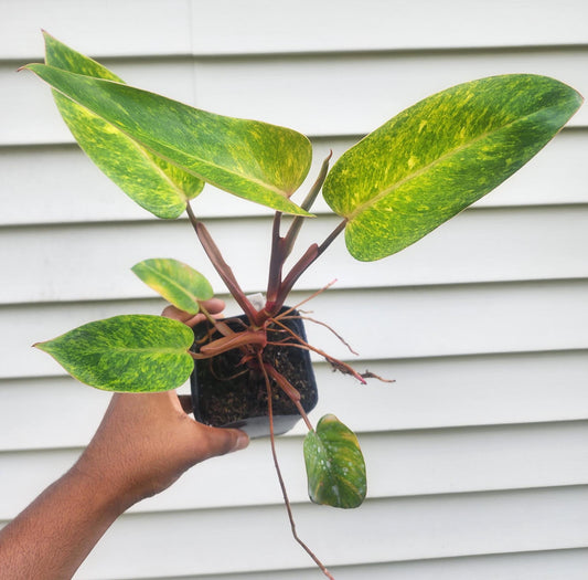 Philodendron erubescens 'Painted Lady' (non-exact)