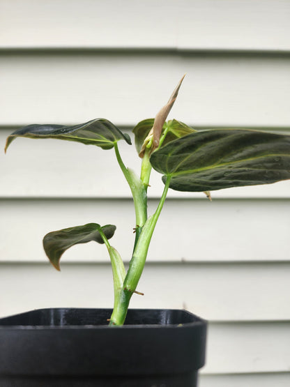 Philodendron melanochrysum (non-exact)