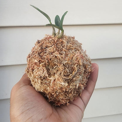Handcrafted Kokedama Planter