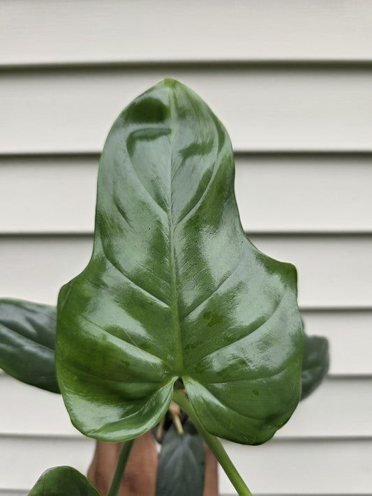 Philodendron bipennifolium (non-exact)