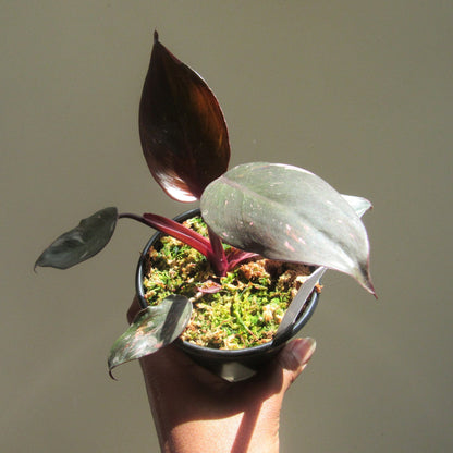 Philodendron erubescens 'Pink Princess' (non-exact)