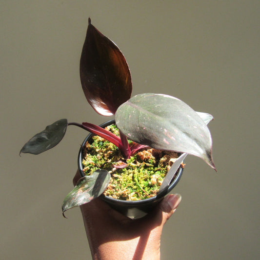 Philodendron erubescens 'Pink Princess' (non-exact)